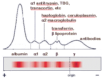 Mean change in levels of serum proteins, including total protein